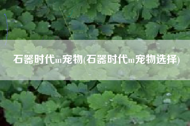 石器时代m宠物(石器时代m宠物选择)