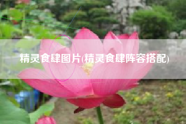 精灵食肆图片(精灵食肆阵容搭配)