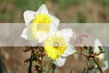 灵笼(灵笼小说)