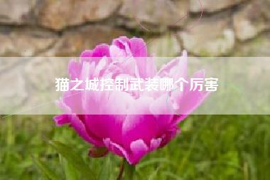 猫之城控制武装哪个厉害