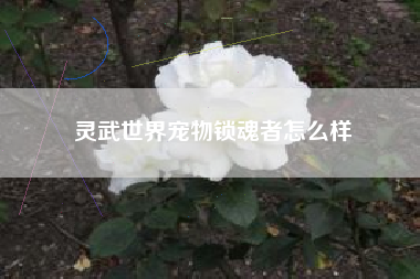 灵武世界宠物锁魂者怎么样