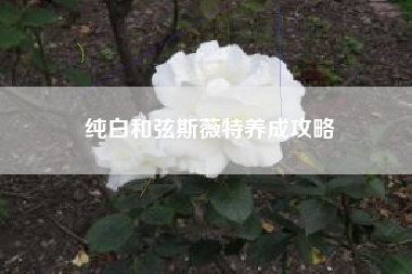 纯白和弦斯薇特养成攻略