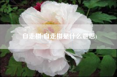 自走棋(自走棋是什么意思)