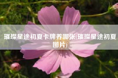 璀璨星途初夏卡牌养哪张(璀璨星途初夏图片)