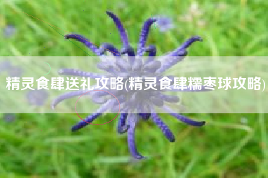 精灵食肆送礼攻略(精灵食肆糯枣球攻略)