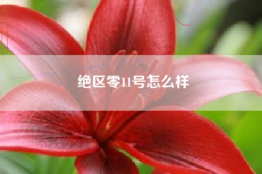 绝区零11号怎么样