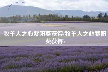 牧羊人之心紫阳葵获得(牧羊人之心紫阳葵获得)