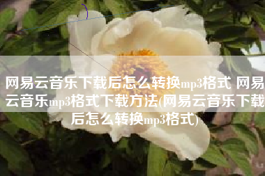 网易云音乐下载后怎么转换mp3格式 网易云音乐mp3格式下载方法(网易云音乐下载后怎么转换mp3格式)