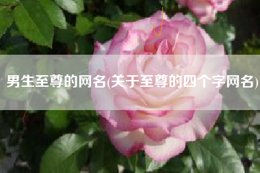 男生至尊的网名(关于至尊的四个字网名)