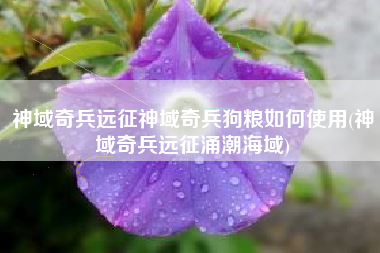神域奇兵远征神域奇兵狗粮如何使用(神域奇兵远征涌潮海域)