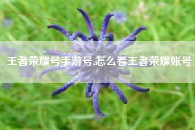 王者荣耀号手游号,怎么看王者荣耀账号