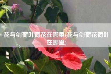 花与剑荷叶荷花在哪里(花与剑荷花荷叶在哪里)