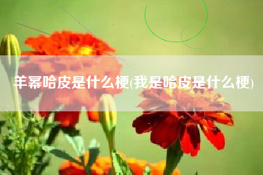 羊幂哈皮是什么梗(我是哈皮是什么梗)