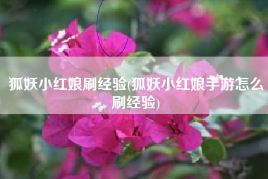 狐妖小红娘刷经验(狐妖小红娘手游怎么刷经验)