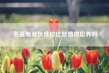 苍蓝断章伙伴拉比丝值得培养吗
