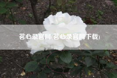 茗心录官网(茗心录官网下载)