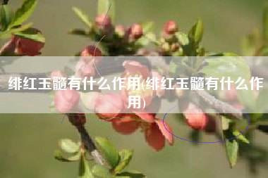 绯红玉髓有什么作用(绯红玉髓有什么作用)