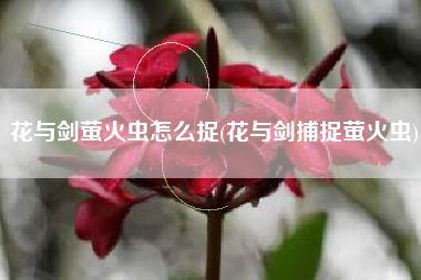 花与剑萤火虫怎么捉(花与剑捕捉萤火虫)