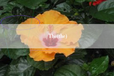 The(the)