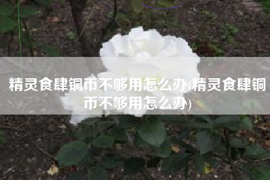 精灵食肆铜币不够用怎么办(精灵食肆铜币不够用怎么办)