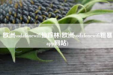 欧洲vodafonewifi仙踪林(欧洲vodafonewifi粗暴app网站)