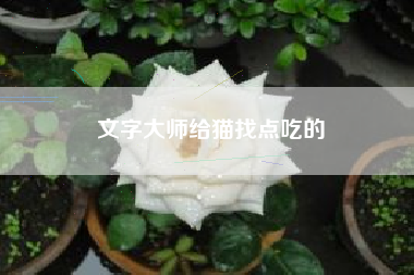 文字大师给猫找点吃的