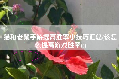猫和老鼠手游提高胜率小技巧汇总(该怎么提高游戏胜率())