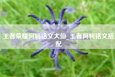 王者荣耀阿轲铭文大仙_王者阿轲铭文搭配