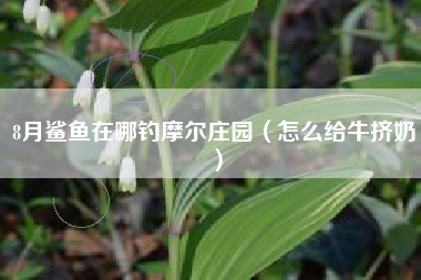 8月鲨鱼在哪钓摩尔庄园（怎么给牛挤奶）