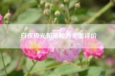 白夜极光帕蒂帕茜全面评价
