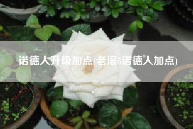 诺德人升级加点(老滚5诺德人加点)