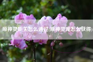原神灵矩关怎么通过(原神灵宠怎么获得)