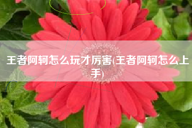 王者阿轲怎么玩才厉害(王者阿轲怎么上手)