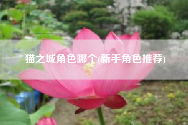 猫之城角色哪个(新手角色推荐)