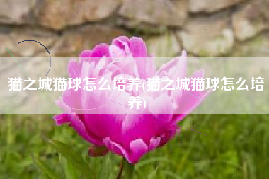 猫之城猫球怎么培养(猫之城猫球怎么培养)
