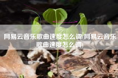 网易云音乐歌曲速度怎么调(网易云音乐歌曲速度怎么调)