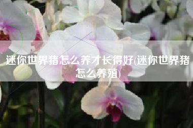 迷你世界猪怎么养才长得好(迷你世界猪怎么养殖)