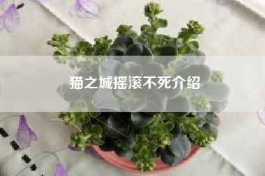 猫之城摇滚不死介绍