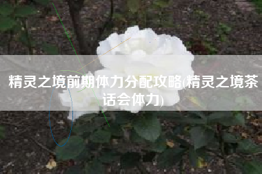 精灵之境前期体力分配攻略(精灵之境茶话会体力)