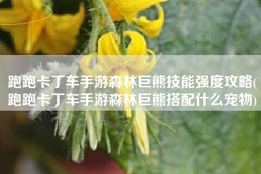 跑跑卡丁车手游森林巨熊技能强度攻略(跑跑卡丁车手游森林巨熊搭配什么宠物)