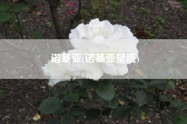 诺基亚(诺基亚壁纸)