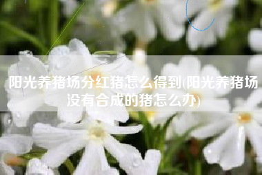 阳光养猪场分红猪怎么得到(阳光养猪场没有合成的猪怎么办)