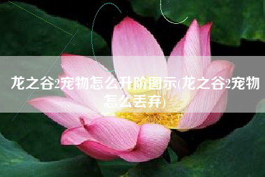 龙之谷2宠物怎么升阶图示(龙之谷2宠物怎么丢弃)