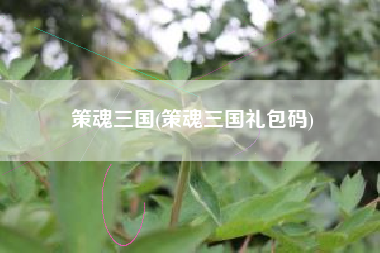 策魂三国(策魂三国礼包码)