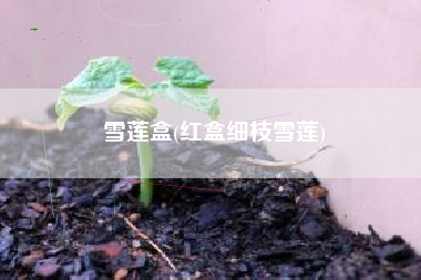 雪莲盒(红盒细枝雪莲)