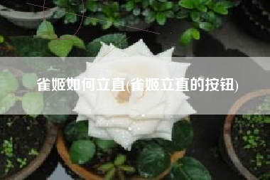 雀姬如何立直(雀姬立直的按钮)