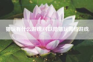 猫玩有什么游戏,可以陪猫玩哪些游戏