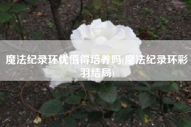 魔法纪录环忧值得培养吗(魔法纪录环彩羽结局)