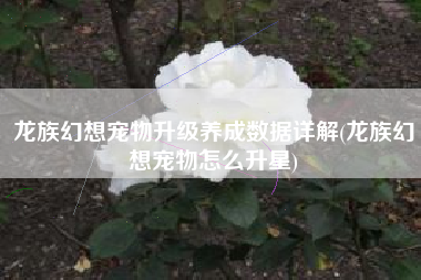 龙族幻想宠物升级养成数据详解(龙族幻想宠物怎么升星)
