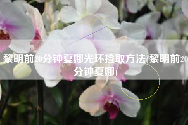 黎明前20分钟夏娜光环捡取方法(黎明前20分钟夏娜)
